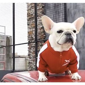 Dogs Cats Sweatshirt‎ Clothes Coat Apparel Warm Small Clothing Jacket Cute